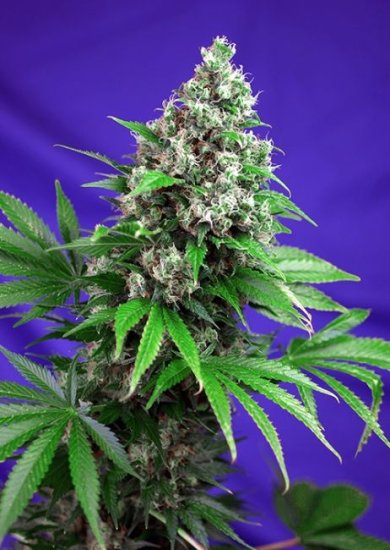 (Bild für) Killer Kush F1 Fast Feminised Seeds