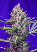 (Bild für) Cream Mandarine F1 Fast Feminised Seeds