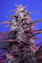 (Bild für) Bloody Skunk Auto Feminised Seeds