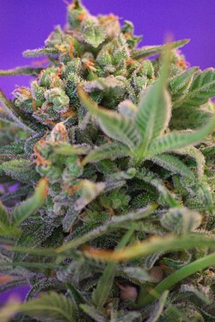 (Bild für) Sweet Cheese F1 Fast Feminised Seeds