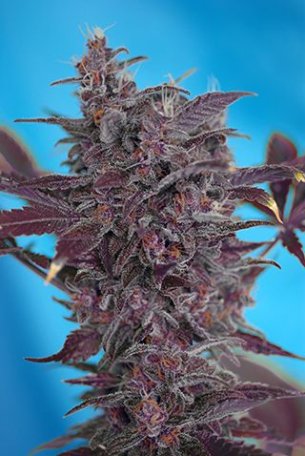 (Bild für) Black Cream Auto Feminised Seeds