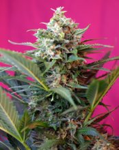 (Bild für) Big Devil XL Auto Feminised Seeds