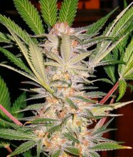 (Bild für) S.A.D. Sweet Afghani Delicious S1 Feminised Seeds