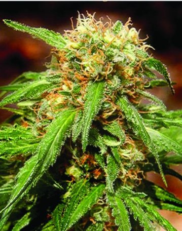 (Bild für) Sweet Tai Feminised Seeds