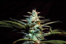 (Bild für) NYC Diesel (formerly Ice Cool) Feminised Seeds