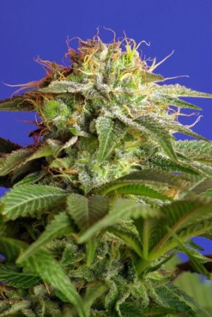 (Bild für) Green Poison Feminised Seeds