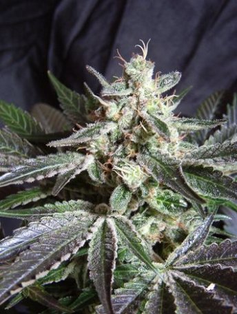 (Bild für) Black Jack Feminised Seeds