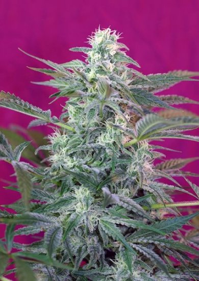 (Bild für) Big Foot Feminised Seeds