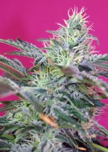 (Bild für) Sweet Cheese Auto Feminised Seeds