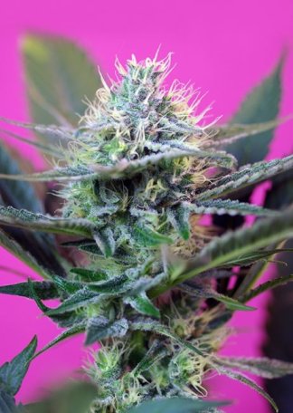 (Bild für) Speed + Auto Feminised Seeds