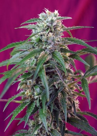 (Bild für) Green Poison Auto Feminised Seeds