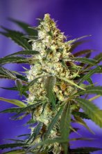 (Bild für) Fast Bud #2 Auto Feminised Seeds