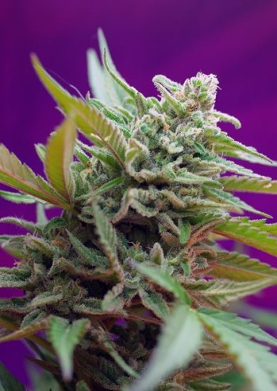 (Bild für) Black Jack Auto Feminised Seeds