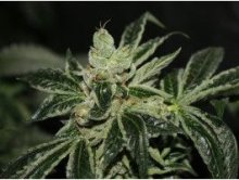 (Bild für) Dark Star Feminised Seeds