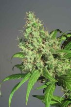 (Bild für) S.A.G.E Feminised Seeds