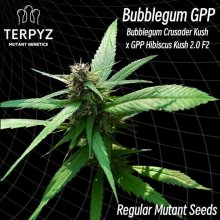 (Bild für) Bubblegum GPP Regular Seeds