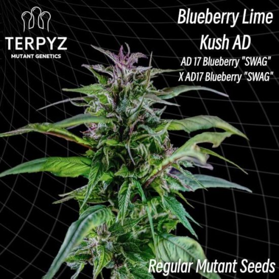 (Bild für) Blueberry Lime Kush AD Regular Seeds