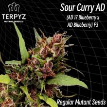 (Bild für) Sour Curry AD Regular Seeds