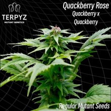 (Bild für) Quackberry Rose Regular Seeds