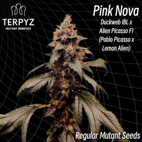 (Bild für) Pink Nova Regular Seeds