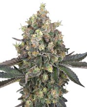 (Bild für) Sweet Berry Breeze Feminised Seeds