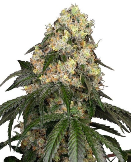 (Bild für) White Biscotti OG XXL Feminised Seeds