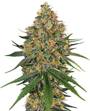 (Bild für) White Cheese Feminised Seeds