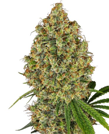 (Bild für) AK-420 Feminised Seeds