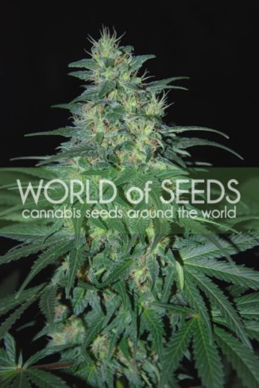 (Bild für) S. African Kwazulu Feminised Seeds