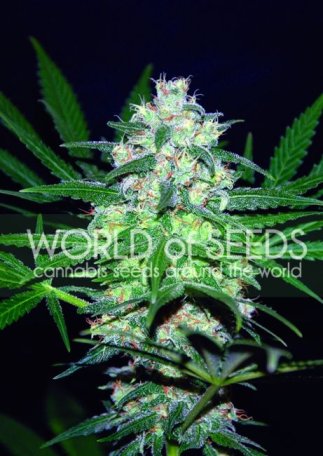 (Bild für) Pakistan Valley Feminised Seeds