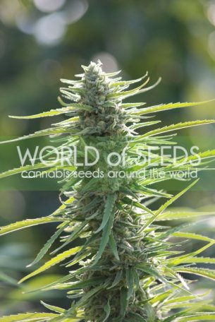 (Bild für) Colombian Gold Feminised Seeds