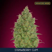 (Bild für) Strawberry Gum CBD Feminised Seeds