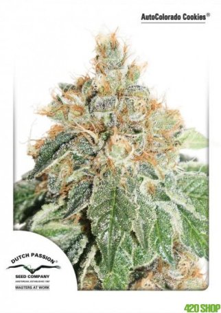 (Bild für) Colorado Cookies Auto Feminised Seeds