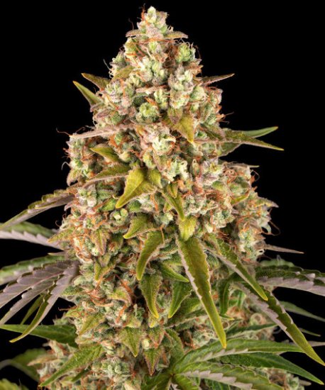 (Bild für) Critical Kush Auto Feminised Seeds