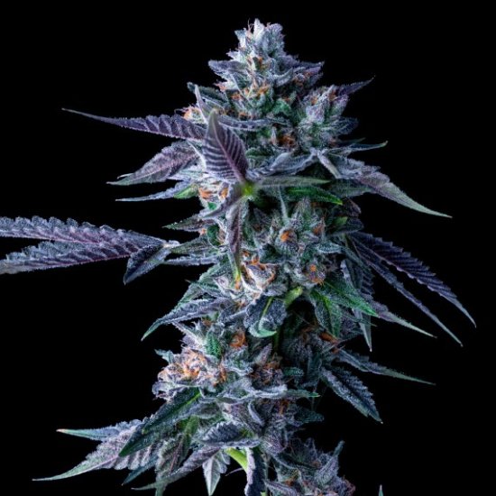 (Bild für) Chocolope Feminised Seeds