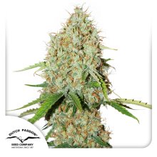 (Bild für) Brooklyn Sunrise Auto Feminised Seeds