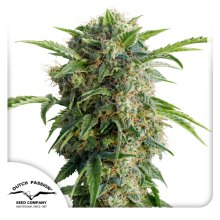 (Bild für) Daiquiri Lime Auto Feminised Seeds