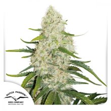 (Bild für) Think Big Auto Feminised Seeds