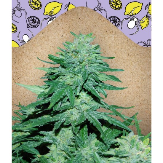 (Bild für) White Widow x Big Bud Auto Feminised Seeds