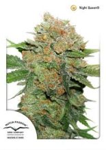 (Bild für) Night Queen Auto Feminised Seeds