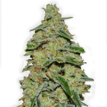 (Bild für) Lemon Cake Feminised Seeds