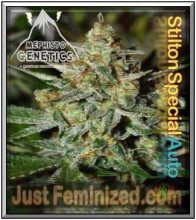 (Bild für) Stilton Special Auto Feminised Seeds