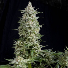 (Bild für) Amnesia Gold Feminised Seeds