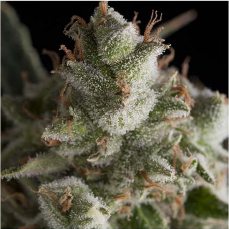 (Bild für) Fresh Candy Feminised Seeds