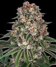 (Bild für) Tropicanna Banana Feminised Seeds