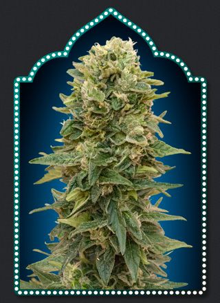 (Bild für) Female Mix Feminised Seeds