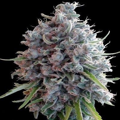 (Bild für) Killer A5 Haze Feminised Seeds