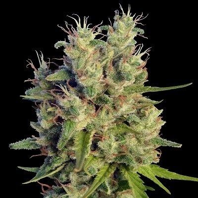 (Bild für) Super Malawi Haze Feminised Seeds