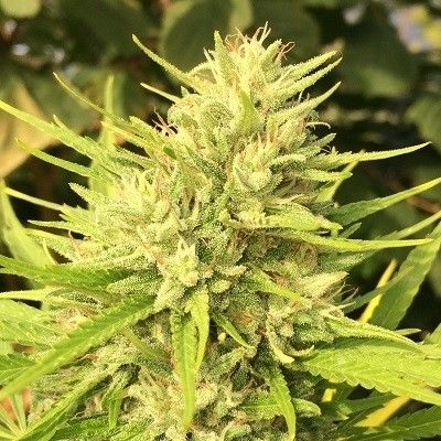 (Bild für) Malawi x Panama Feminised Seeds