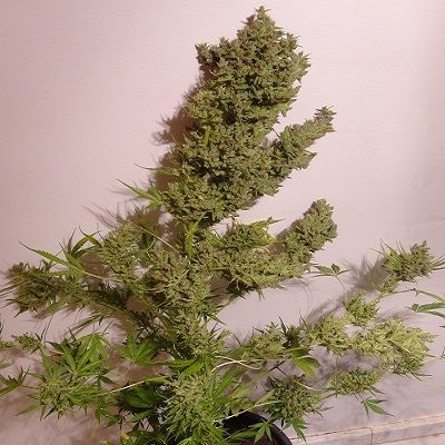 (Bild für) Malawi x NL Auto Feminised Seeds